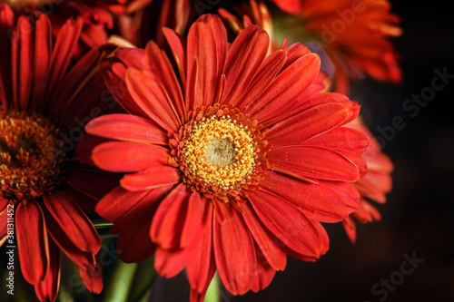 Red brown gerbera close up