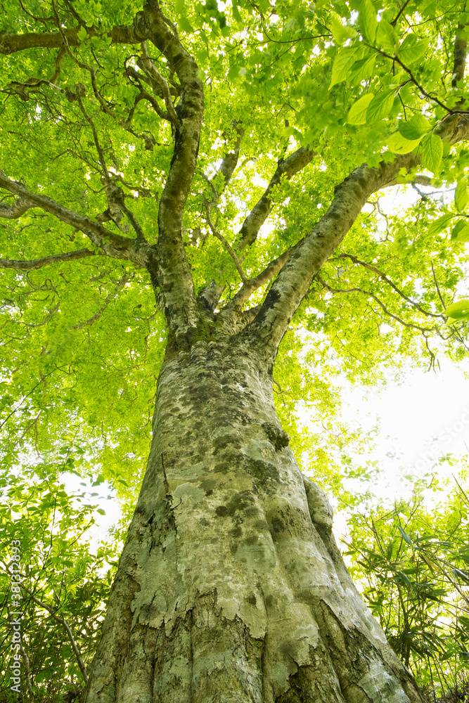 Naklejka premium ブナの森