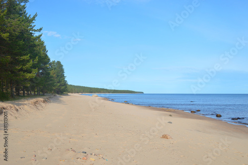 Coast of Ladoga lake at sunny day  Karelian isthmus  Russia.