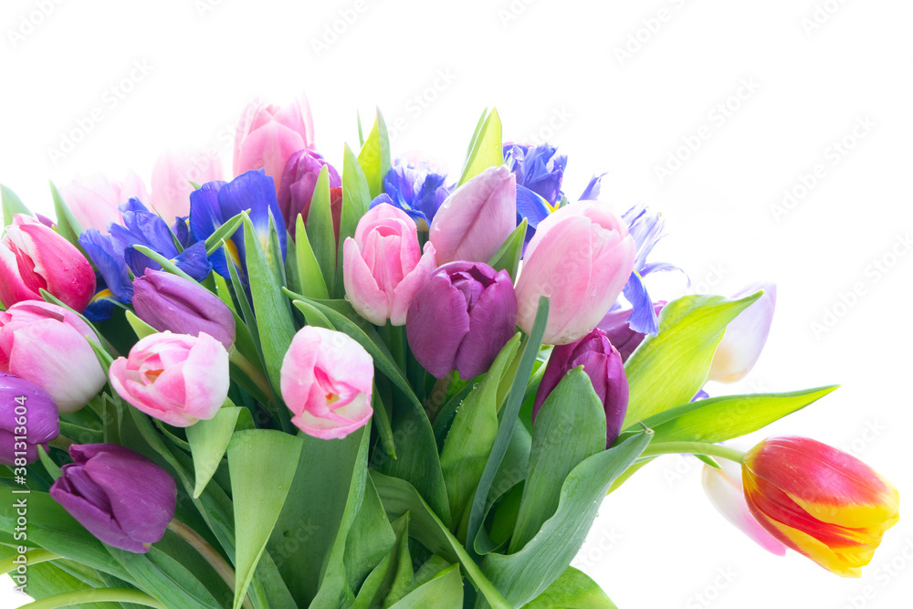 Pink and violet tulips flowers