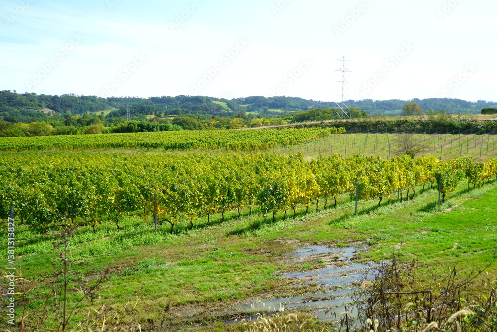 Vineyards of Japanese wineries on a sunny autumn day