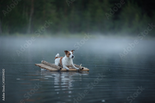 small dog on a raft on the lake. Jack Russell Terrier on nature