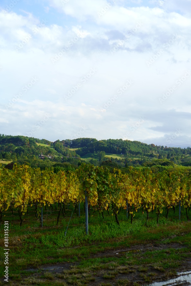 Vineyards of Japanese wineries on a sunny autumn day