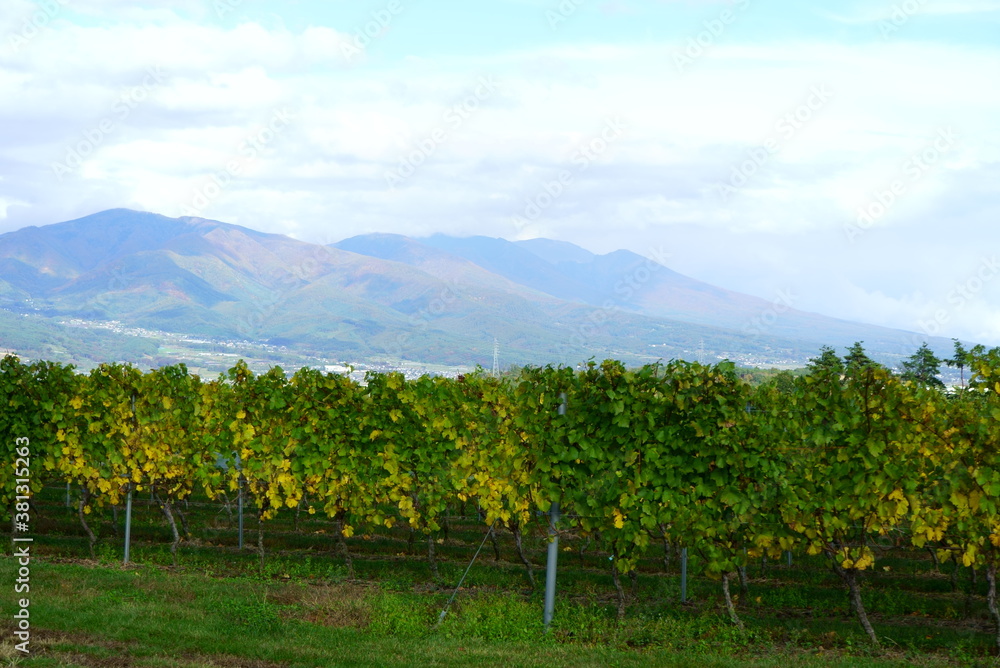 Vineyards of Japanese wineries on a sunny autumn day