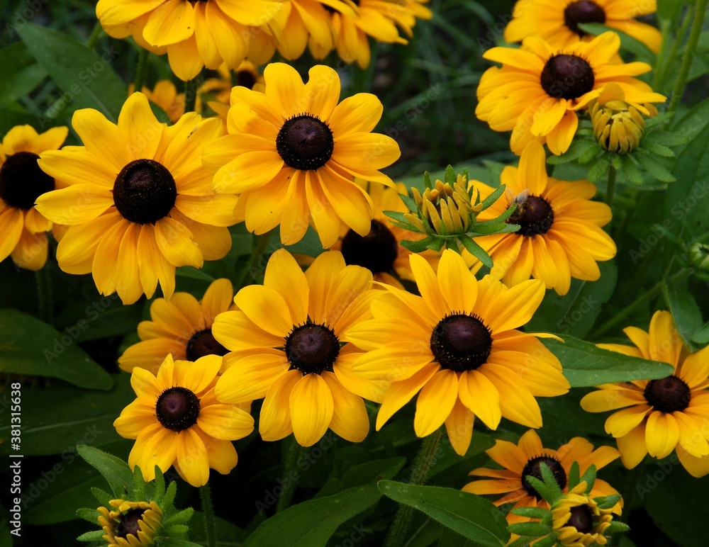 yellow flowers of rudbekia plant in a garden yellow flowers of rudbekia plant in a garden