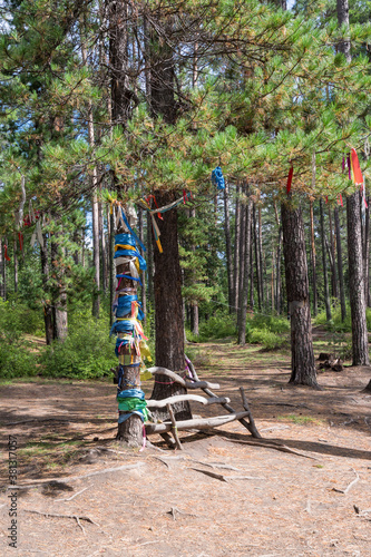 Bench and tree of wishes with colorful ribbons in a coniferous forest near a hot mineral spring. The popular balneological resort of Buryatia, Goryachinsk. Summer