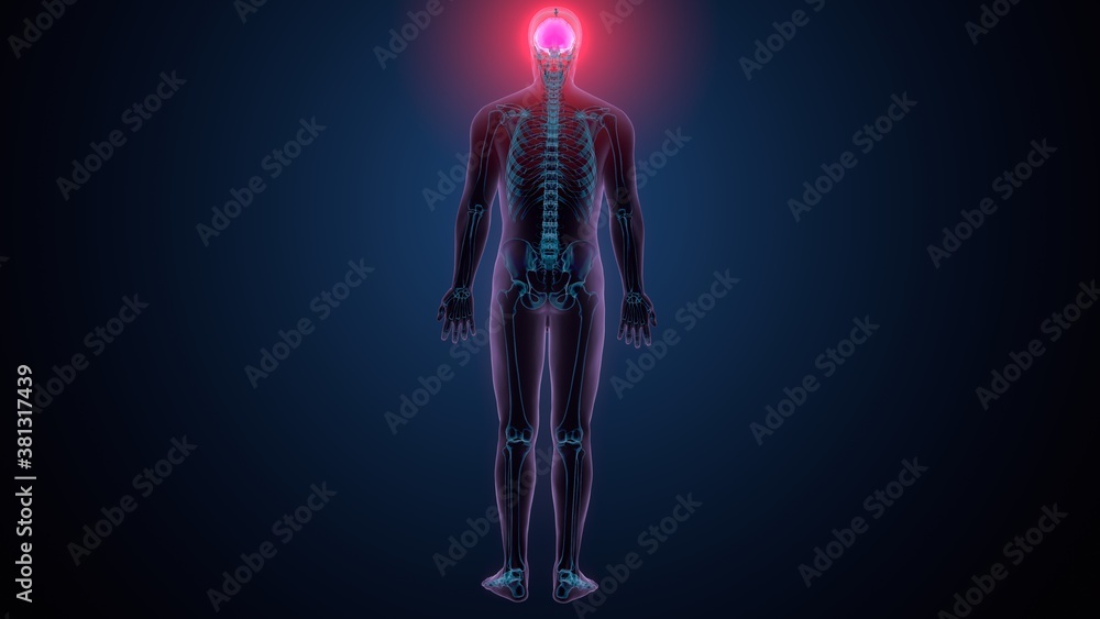 3d illustration of human skeleton skull frontal bone anatomy 3d illustration of human skeleton skull frontal bone anatomy