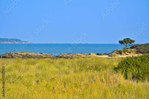 beach and sea, a tree sculpted by the wind and dry grass
