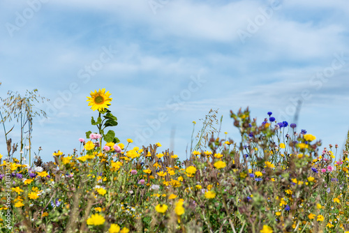 Fototapeta Naklejka Na Ścianę i Meble -  colorful roadside sunflowers and wild flowers