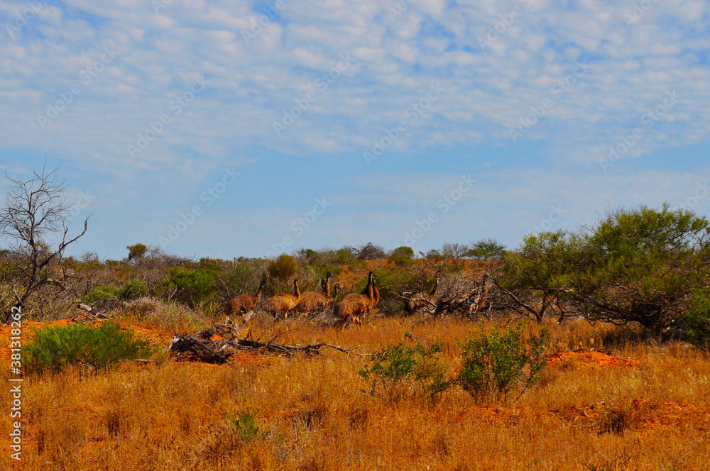 A flock of emu on dry plains