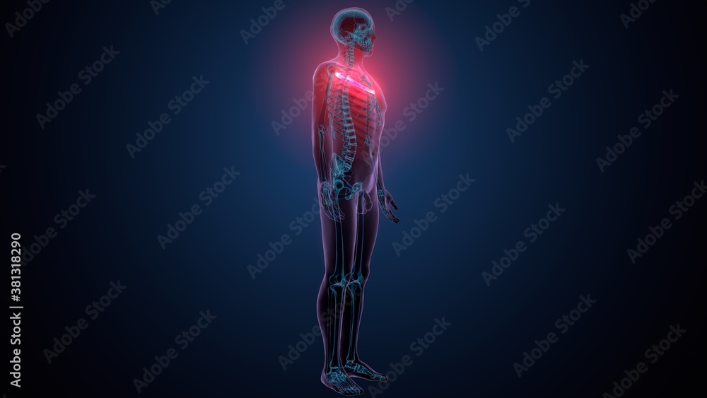 3d illustration of human skeleton anatomy rib cage
3d illustration of human skeleton anatomy rib cage