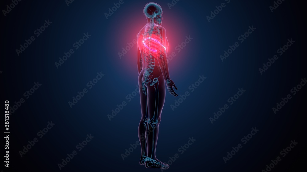 3d illustration of human skeleton anatomy rib cage
3d illustration of human skeleton anatomy rib cage