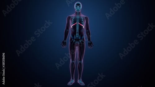 3d illustration of human skeleton anatomy rib cage © PIC4U