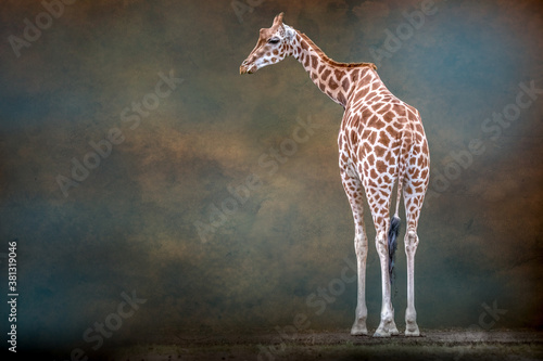 Photography portrait of a standing giraffe