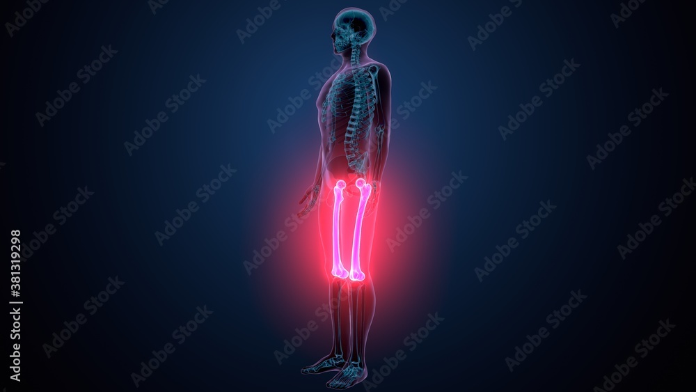 3d illustration of human skeleton anatomy femur bone 3d illustration of human skeleton anatomy femur bone
