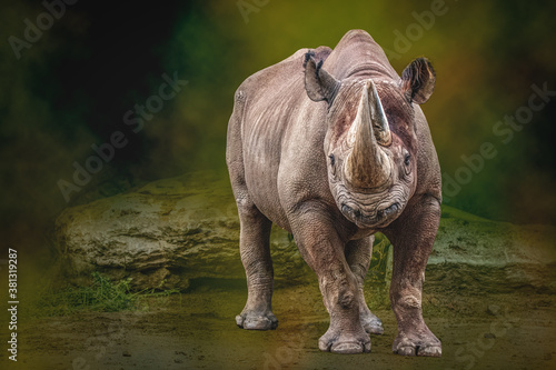 rhinoceros a charging adult rhino © Ralph Lear