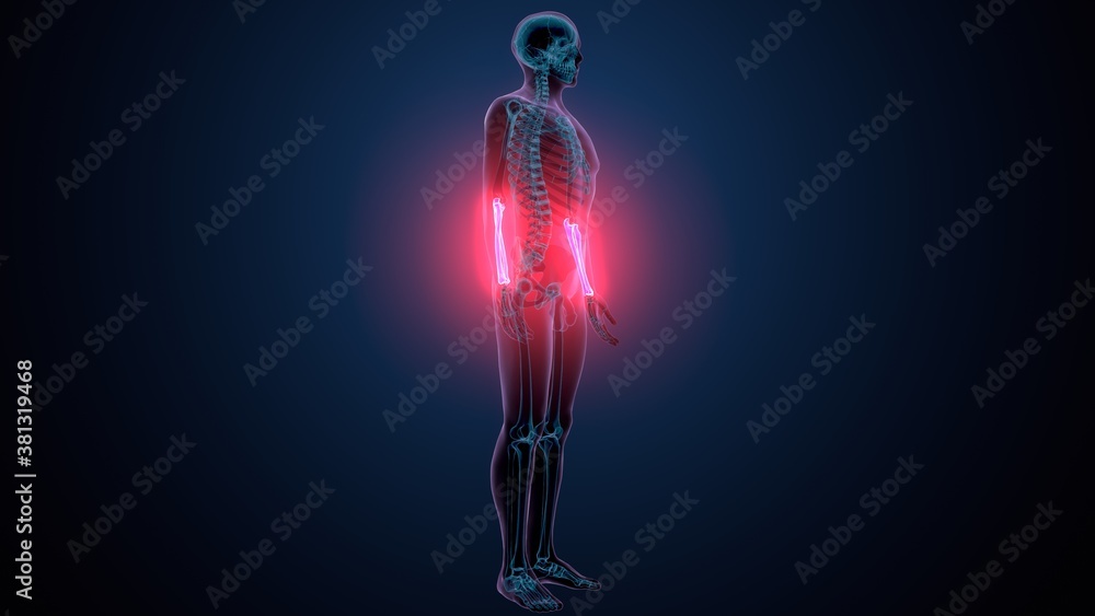 3d illustration of human skeleton system radius and ulna bone 3d illustration of human skeleton system radius and ulna bone