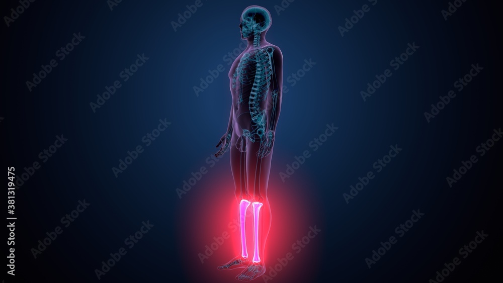 3d illustration of human skeleton anatomy fibula bone 3d illustration of human skeleton anatomy fibula bone