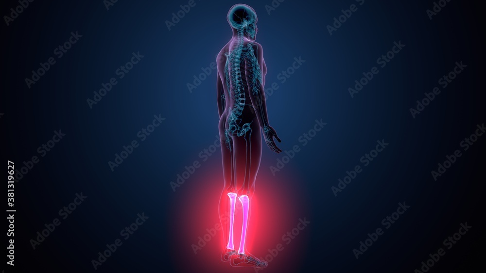 3d illustration of human skeleton anatomy fibula bone 3d illustration of human skeleton anatomy fibula bone