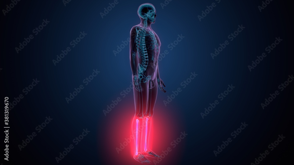 3d illustration of human skeleton anatomy fibula bone 3d illustration of human skeleton anatomy fibula bone