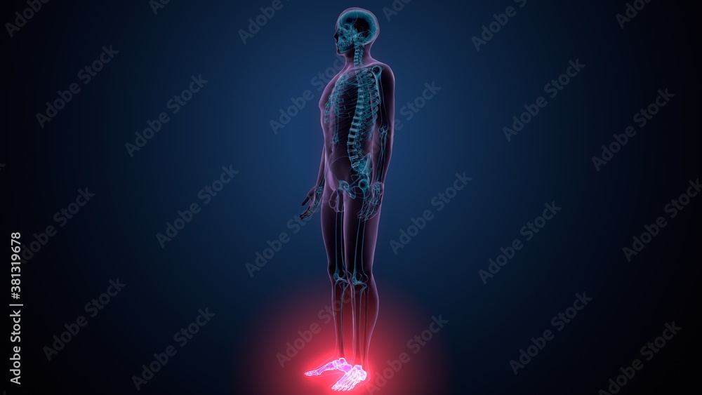 3d render of human skeleton foot bones anatomy
3d render of human skeleton foot bones anatomy