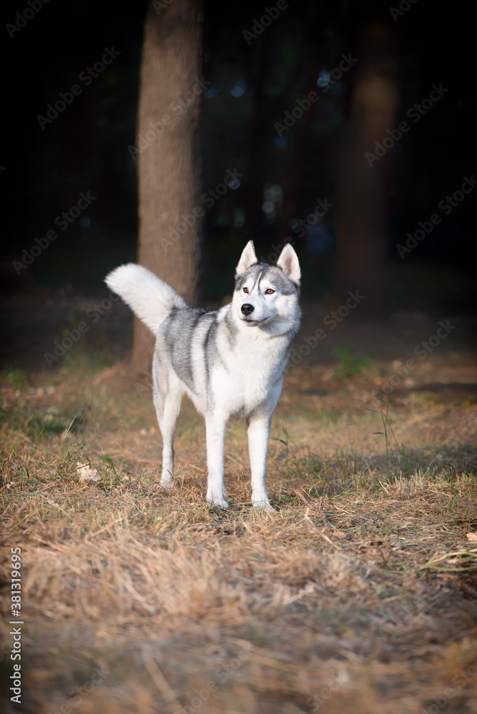 A young Siberian Husky female is staying at the park. She has brown eyes and blue & white fur; the sun shines on her. Dried grass is around the dog, and a big tree trunk is in the background..