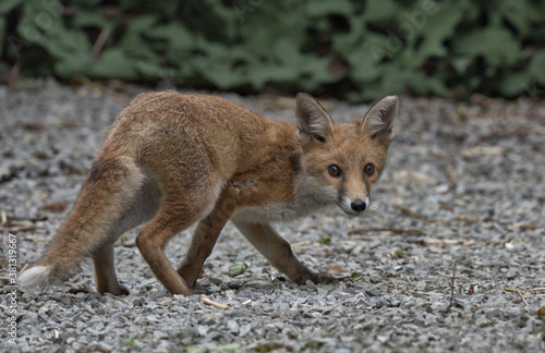 Juvenile Red fox in the garden. © Stephen Ellis 35