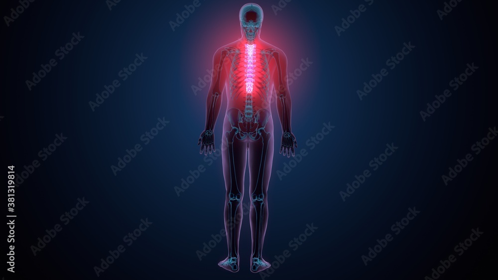 3d render of human skeleton thoracic vertebrae bone anatomy
3d render of human skeleton thoracic vertebrae bone anatomy