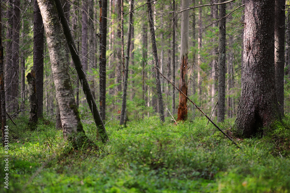 Obraz premium Forest panorama with mowed bare autumn trees. Scandinavian forest.