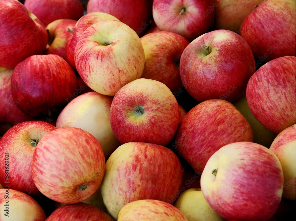 multicolor tasty apples as wholesome food multicolor tasty apples as wholesome food