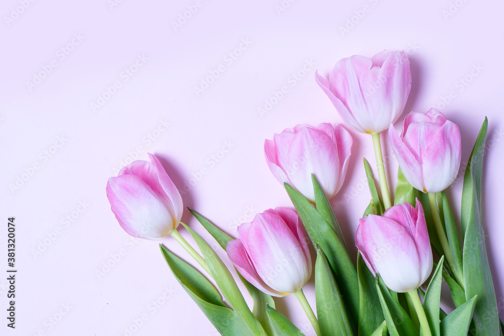 Pink blooming tulips