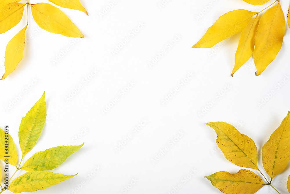 autumn yellow leaves on a white background. Flat lay frame. autumn yellow leaves on a white background. Flat lay frame.