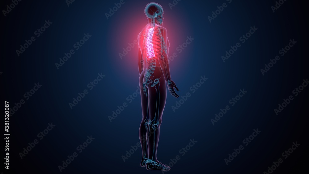 3d render of human skeleton thoracic vertebrae bone anatomy Stock ...