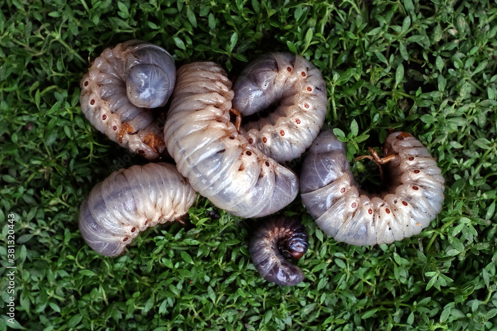 Some horn beetle larvae (Oryctes rhinoceros) on the green grass. The horn beetle larvae will later turn into cocoons and then become horn beetles, and are agricultural pests. Yogyakarta, Indonesia Some horn beetle larvae (Oryctes rhinoceros) on the green grass. The horn beetle larvae will later turn into cocoons and then become horn beetles, and are agricultural pests. Yogyakarta, Indonesia