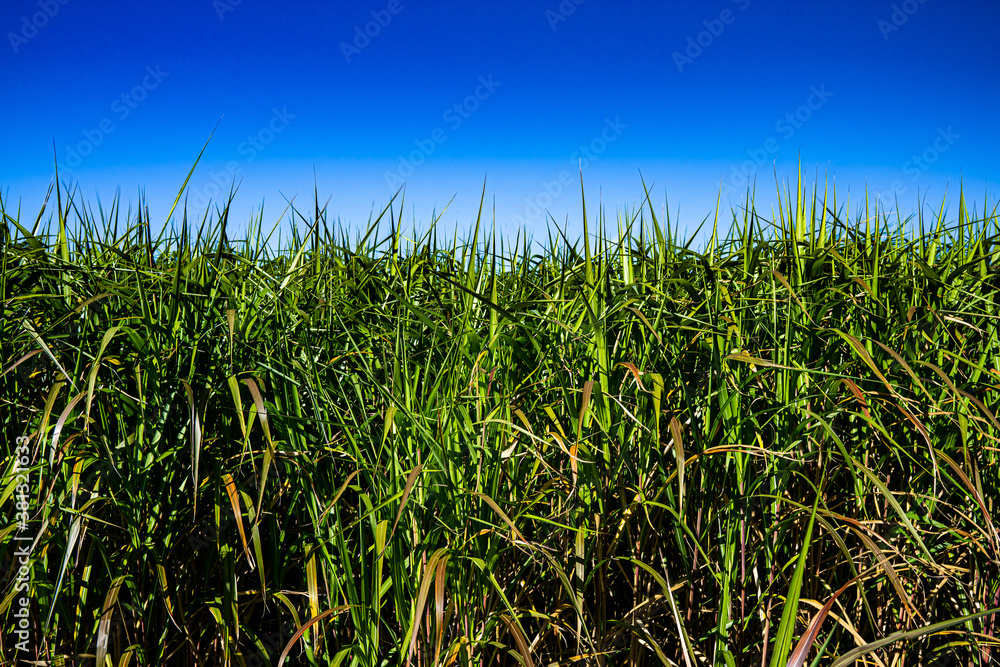 Obraz premium Long Grass