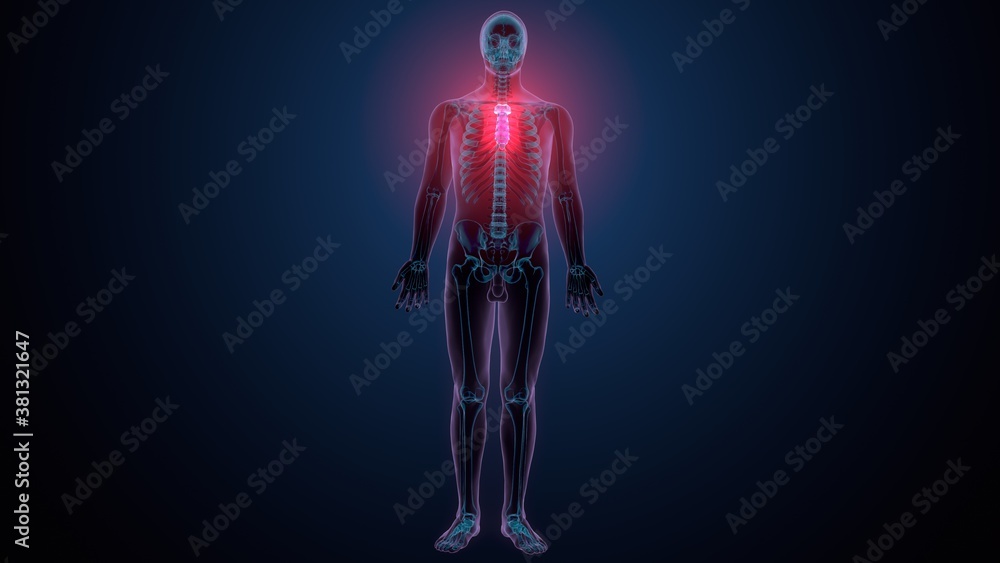 3d illustration of human skeleton sternum bone anatomy 3d illustration of human skeleton sternum bone anatomy