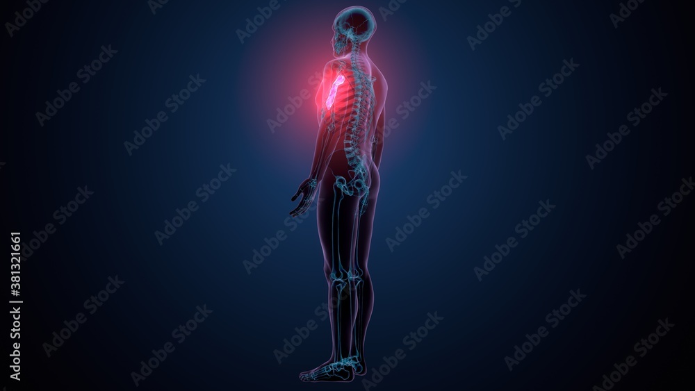 3d illustration of human skeleton sternum bone anatomy 3d illustration of human skeleton sternum bone anatomy