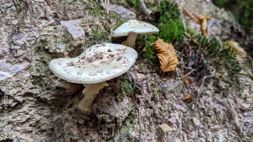 Mushrooms Growing on a Natural Forrest Background