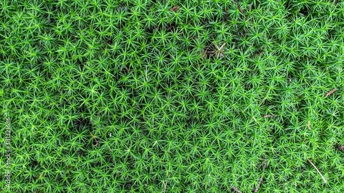 Background of Green Moss. Texture.