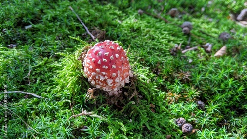 Fly Agaric Mushroom on a Natural Mossy Background