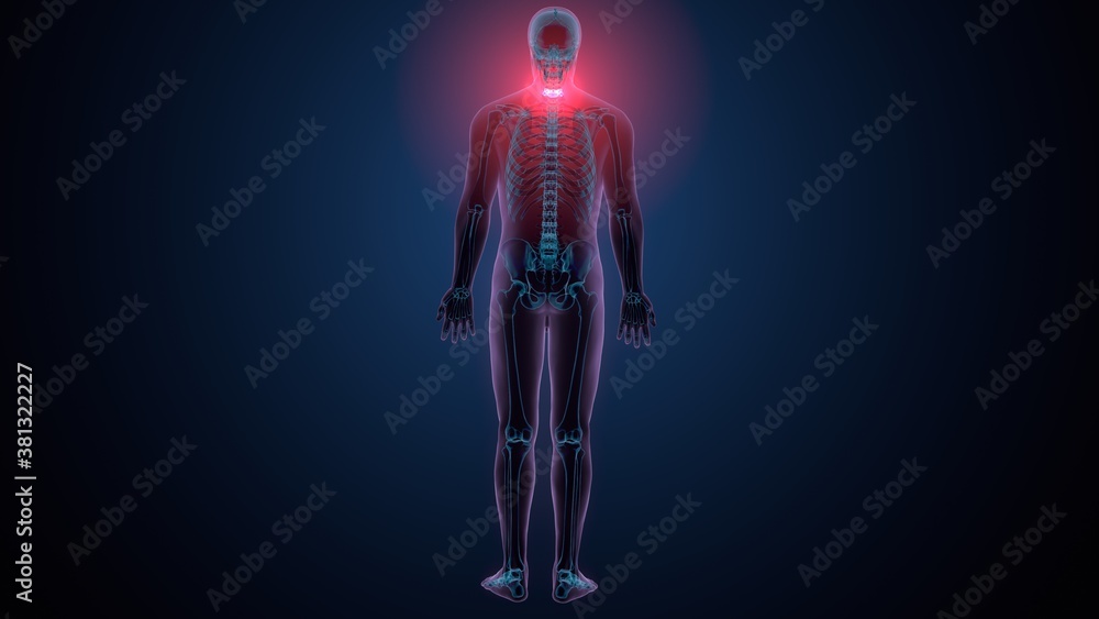 3d render of human skeleton cervical vertebrae bone anatomy
3d render of human skeleton cervical vertebrae bone anatomy
