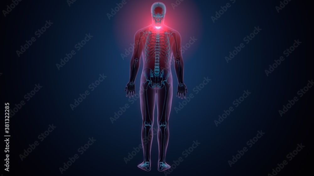 3d render of human skeleton cervical vertebrae bone anatomy
3d render of human skeleton cervical vertebrae bone anatomy