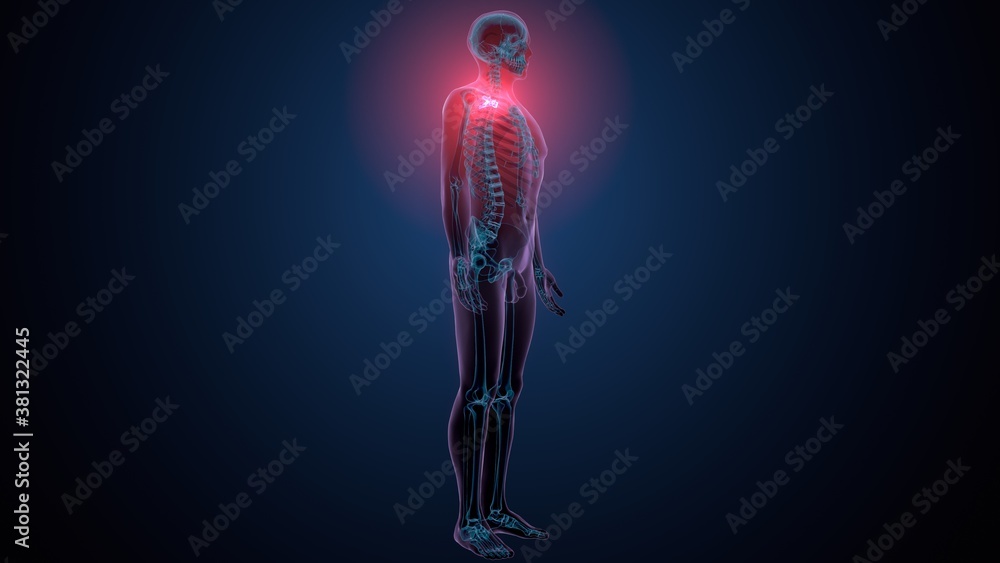 3d render of human skeleton thoracic vertebrae bone anatomy
3d render of human skeleton thoracic vertebrae bone anatomy