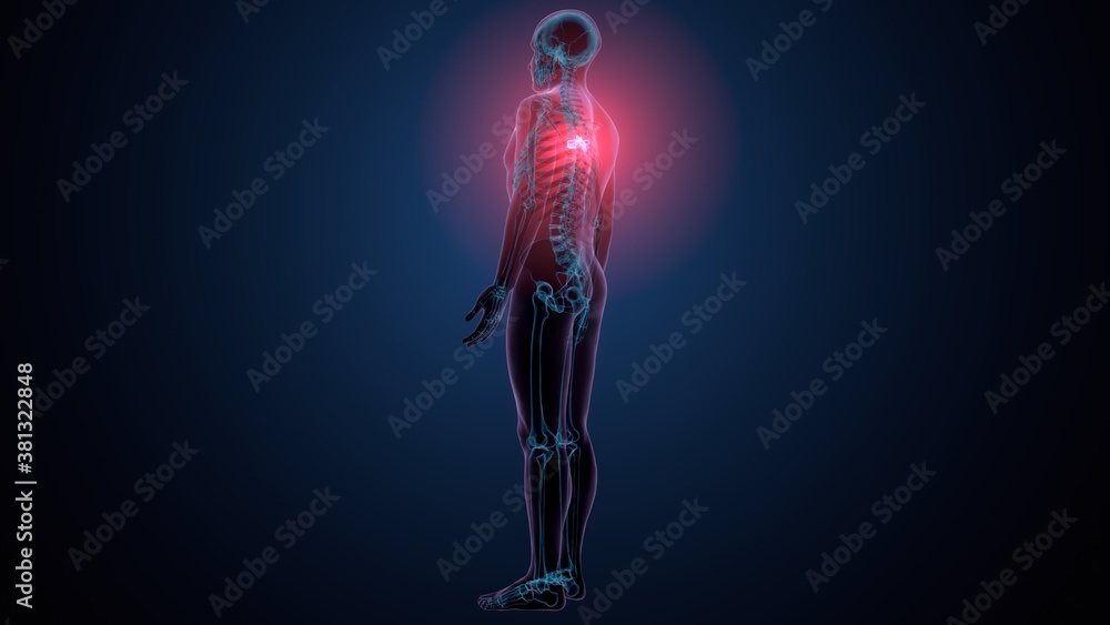 3d render of human skeleton thoracic vertebrae bone anatomy
3d render of human skeleton thoracic vertebrae bone anatomy
