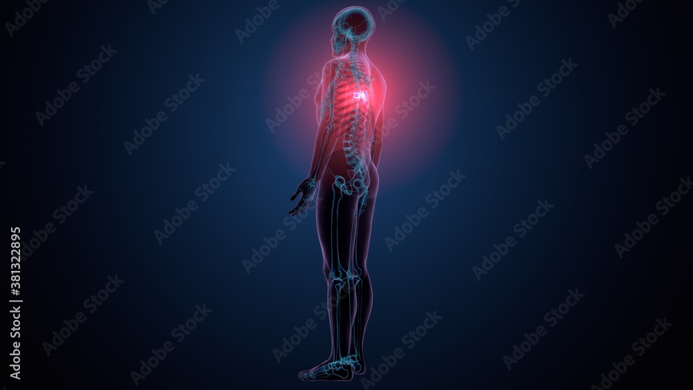3d render of human skeleton thoracic vertebrae bone anatomy
3d render of human skeleton thoracic vertebrae bone anatomy