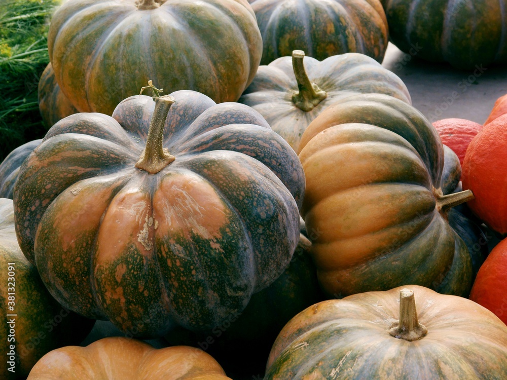 pumpkin,gourd family,vegetable,fruit,red,orange,yellow,green,tasty,sweet,wholesome,aGRICULTURE,GARDEN,COLOR IMAGE, pumpkin,gourd family,vegetable,fruit,red,orange,yellow,green,tasty,sweet,wholesome,aGRICULTURE,GARDEN,COLOR IMAGE,
