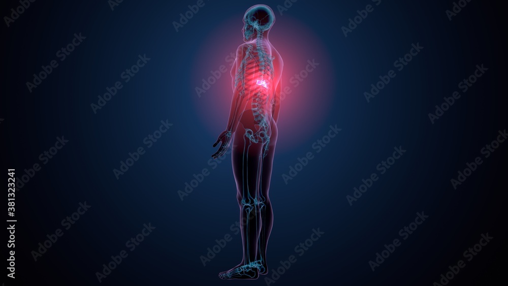3d render of human skeleton thoracic vertebrae bone anatomy
3d render of human skeleton thoracic vertebrae bone anatomy