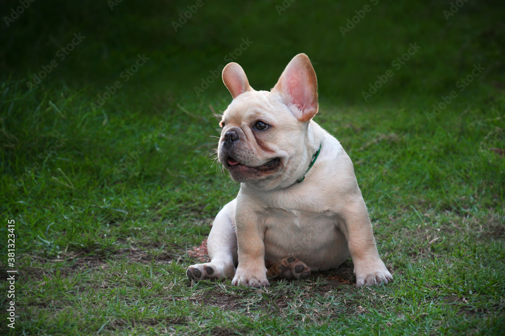 Little white french bulldog is sitting on the green grass.