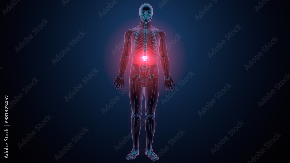 3d render of human skeleton lumber bone anatomy
3d render of human skeleton lumber bone anatomy