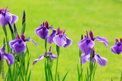 Obraz na płótnie 花菖蒲